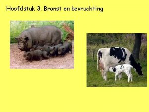 Hoofdstuk 3 Bronst en bevruchting 1 1 bronst