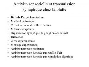 Activit sensorielle et transmission synaptique chez la blatte