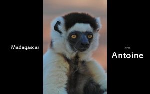 Madagascar Avec Antoine automatique Antoine le sifaka et