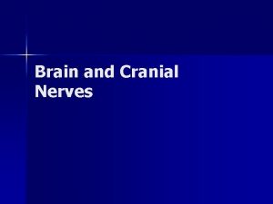 Brain and Cranial Nerves Terminology Hemispheres n Gyrus