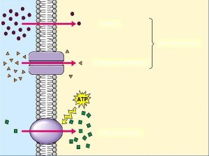 Difzyon Pasif Absorpsiyon Kolaylatrlm Difzyon Aktif Absorpsiyon Kanallar