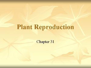 Plant Reproduction Chapter 31 Plants and Pollinators n