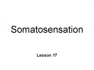 Somatosensation Lesson 17 Somatosensation Sensory info from body