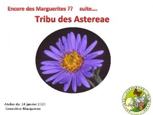 Encore des Marguerites suite Tribu des Astereae Atelier