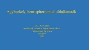 Agyburkok hemispheriumok oldalkamrk Dr L Kiss Anna Anatmiai