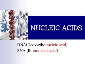 NUCLEIC ACIDS DNADeoxyribonucleic acid DNA RNA Ribonucleic acid