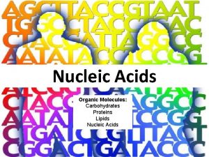 Nucleic Acids Organic Molecules Carbohydrates Proteins Lipids Nucleic