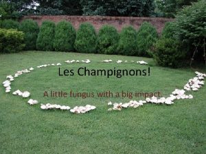 Les Champignons A little fungus with a big