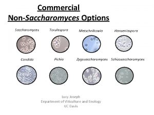 Commercial NonSaccharomyces Options Saccharomyces Torulaspora Candida Pichia Metschnikowia