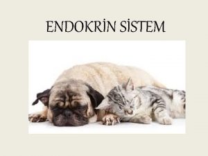 ENDOKRN SSTEM DYABET TPLER TP I insline bal