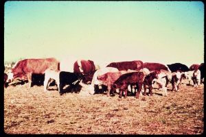 USDAMRPAMS Feeder Cattle Grading USDAMRPAMS USDAMRPAMS North American