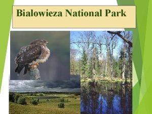 Bialowieza National Park The Biaowieza National Park in