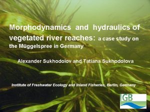 Morphodynamics and hydraulics of vegetated river reaches a