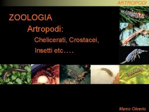ARTROPODI ZOOLOGIA Artropodi Chelicerati Crostacei Insetti etc Marco