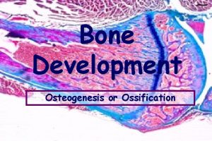 Bone Development Osteogenesis or Ossification Bone Development Osteogenesis