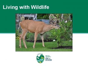 Living with Wildlife What is wildlife How are