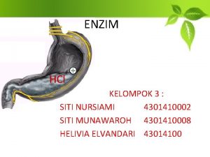 ENZIM HCl KELOMPOK 3 SITI NURSIAMI 4301410002 SITI