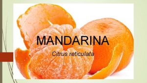 MANDARINA Citrus reticulata Citrus reticulata ili mandarine porodica