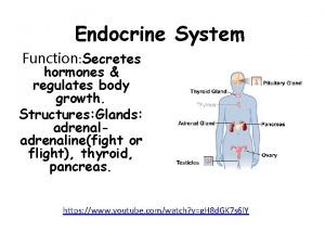 Endocrine System Function Secretes hormones regulates body growth