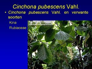 Cinchona pubescens Vahl Cinchona pubescens Vahl en verwante