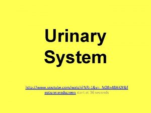 Urinary System http www youtube comwatch NR1vNO 8