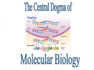 Describes the flow of genetic information from DNA