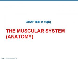 CHAPTER 10b THE MUSCULAR SYSTEM ANATOMY Copyright 2010