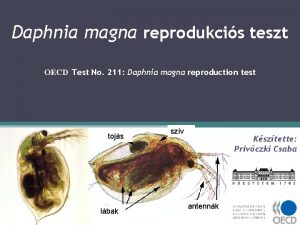 Daphnia magna reprodukcis teszt OECD Test No 211