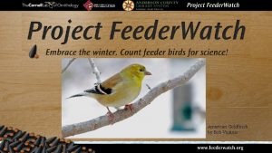 American Goldfinch by Bob Vuxinic What is Project