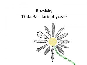 Rozsivky Tda Bacillariophyceae Oddlen Heterokontophyta Stramenopila Fotoautotrofn asy