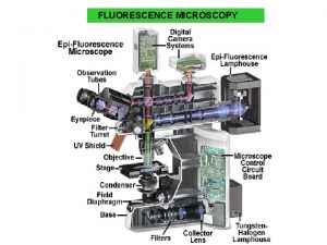 FLUORESCENCE MICROSCOPY IMMUNOFLUORESCENCE Multiple immunofluorescence labelling of formalinfixed