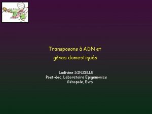 Transposons ADN et gnes domestiqus Ludivine SINZELLE Postdoc