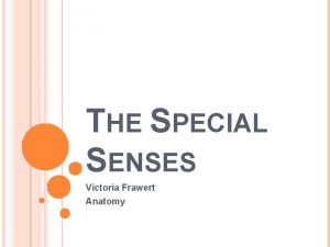 THE SPECIAL SENSES Victoria Frawert Anatomy THE SENSES