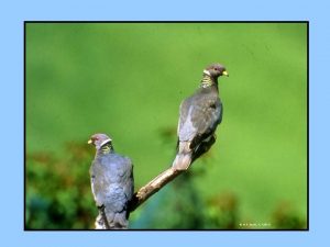 H P Smith Jr VIREO Bandtailed Pigeon Patagioenas