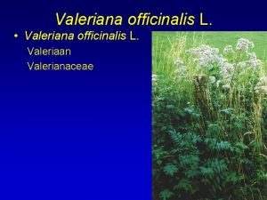 Valeriana officinalis L Valeriana officinalis L Valeriaan Valerianaceae
