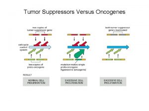 Tumor Suppressors Versus Oncogenes The Cancer Phenotype is