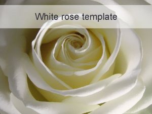 White rose template Example bullet point slide Bullet