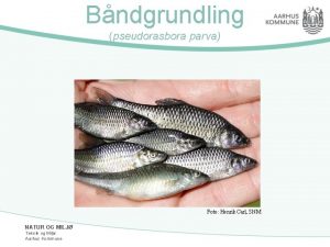 Bndgrundling pseudorasbora parva Foto Henrik Carl SNM NATUR