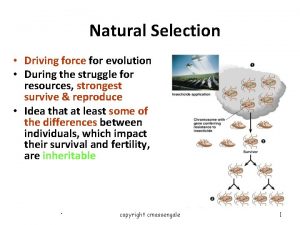 Natural Selection Driving force for evolution During the