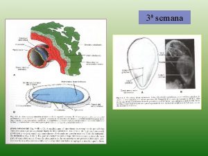 3 semana Gastrulacin Gastrulacin Gastrulacin Establecimiento de los