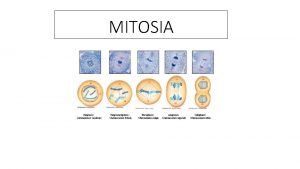 MITOSIA INTERFASEA Zelula ez da zatitzen oraindik tamaina