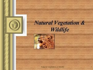 Natural Vegetation Wildlife 1 Topics l Wildlife Sanctuary