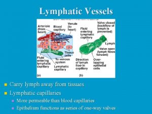 Lymphatic Vessels n n Carry lymph away from