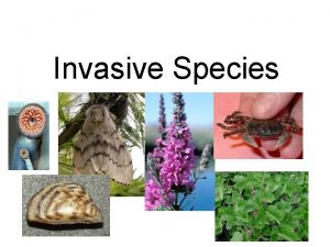 Invasive Species Invasive Species Apparently harmless animals and