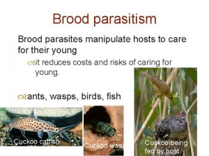 Brood parasitism Brood parasites manipulate hosts to care