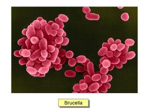 Brucella Brucellosi Piccoli coccobacilli gram negativi immobili adattati