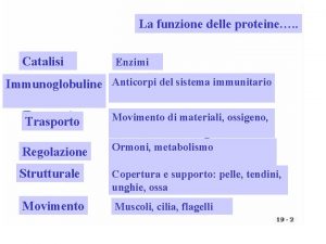 La funzione delle proteine Catalisi Enzimi Immunoglobuline Anticorpi