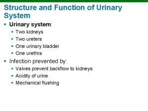Structure and Function of Urinary System Urinary system