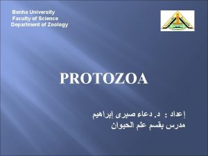 1 Subkingdom Protozoa This subkingdom includes a single