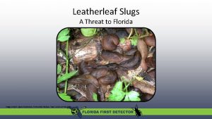 Leatherleaf Slugs A Threat to Florida Image Credit